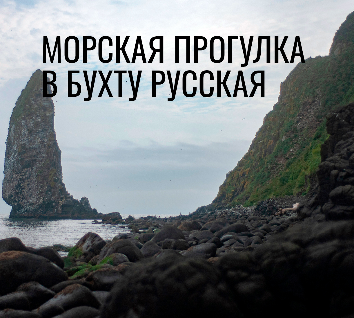 Наблюдение за морскими животными на Камчатском полуострове